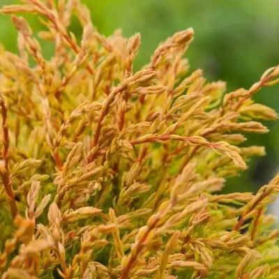 Туя ГОЛДЕН ТАФФЕТ западная в Кобрине