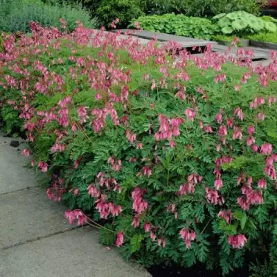 Дицентра изящная в Кобрине