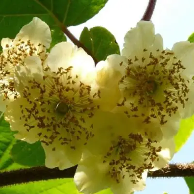 Актинидия АТЛАС (МУЖСКОЙ) киви в Кобрине