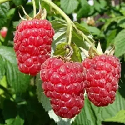 Малиновое дерево ТАРУСА в Кобрине