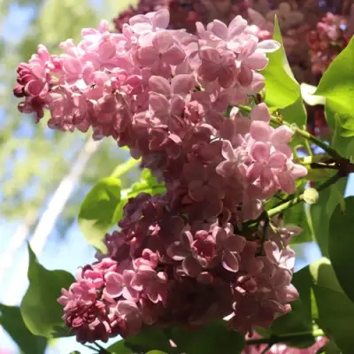 Сирень МЕДОВЫЙ СПАС в Кобрине