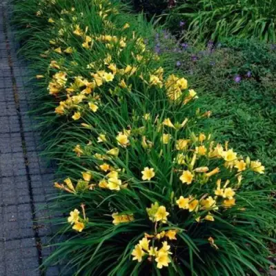 Лилейник СТЕЛЛА ДЕ ОРО гибридный в Кобрине