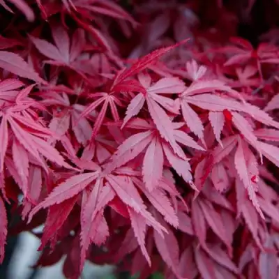 Клен дланевидный АТРОПУРПУРЕУМ в Кобрине