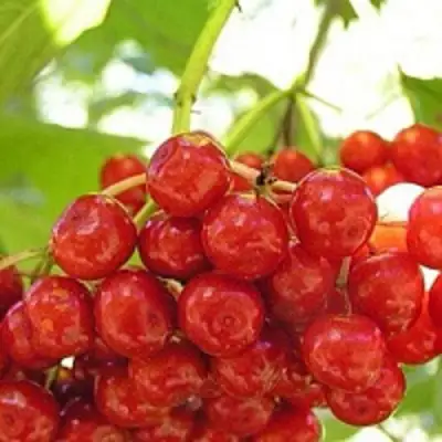 Калина КИЕВСКАЯ САДОВАЯ в Кобрине