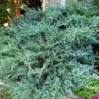 Можжевельник ГРЕЙ ОУЛ виргинский  в Кобрине