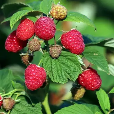 Малиновое дерево СКАЗКА в Кобрине
