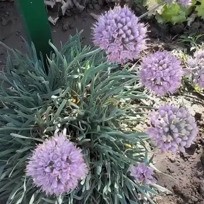 Лук СПИРАЛИС горный в Кобрине