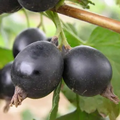 ЙОШТА в Кобрине