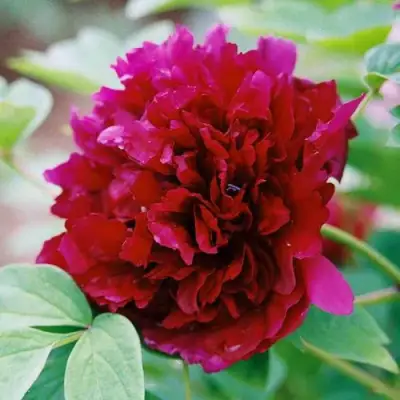 Пион ГАЛАКТИКА травянистый в Кобрине