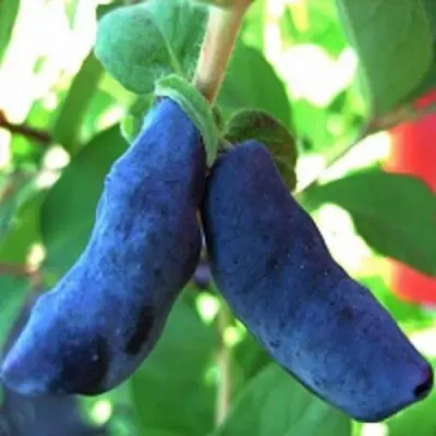 саженцы жимолости бакчарский великан