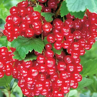 Смородина красная РУДНЕУС в Кобрине