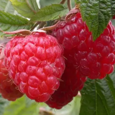 Малина ПИНГВИН в Кобрине