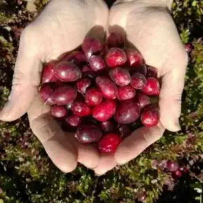 Клюква ХАБЕЛЬМАН в Кобрине