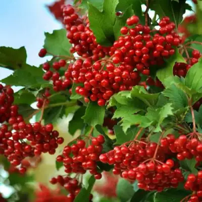 Калина ТАЕЖНЫЕ РУБИНЫ в Кобрине