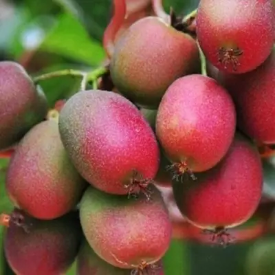 Актинидия ВЕЙКИ аргута в Кобрине