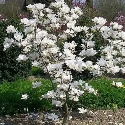 Магнолия АЛЬБА СУПЕРБА в Кобрине