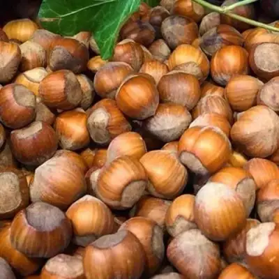 Фундук ТОНДА ДЖИФФОНИ в Кобрине