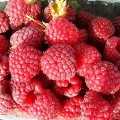 Малина ПОЛЕСЬЕ в Кобрине