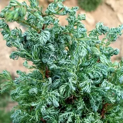 Кипарисовик БЕБИ БЛЮ горохоплодный в Кобрине