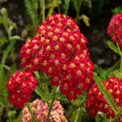 Тысячелистник Паприка