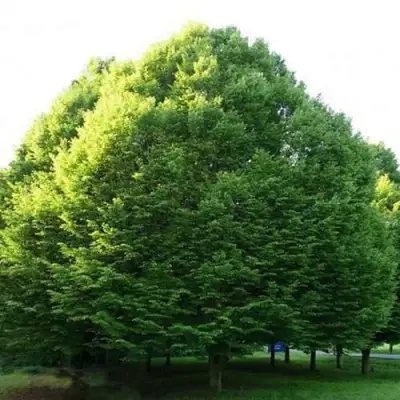 Граб японский в Кобрине