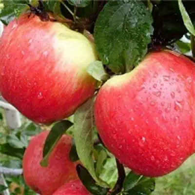 Яблоня ЖЕНЕВА (ЖЕНЕВА ЭРЛИ) в Кобрине