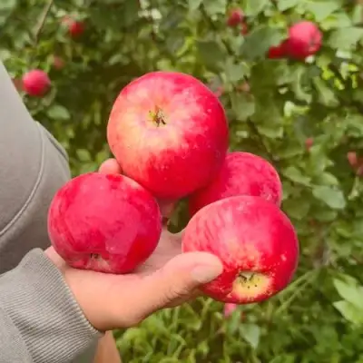 Яблоня АКСЕНА в Кобрине