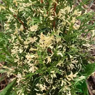 Туя БРАБАНТ ВАРИЕГАТТА западная в Кобрине