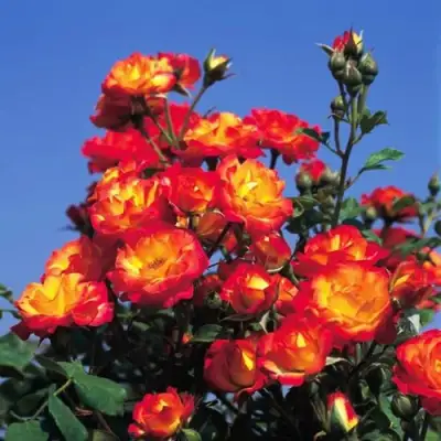 Роза ТАЙФУН спрей в Кобрине