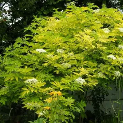 Бузина черная АУРЕА в Кобрине