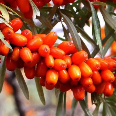 Облепиха ДЖЕМОВАЯ в Кобрине