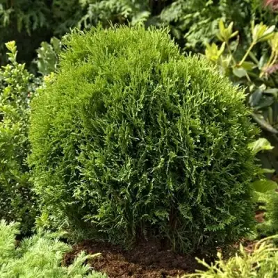 Туя ТИНИ ТИМ западная в Кобрине