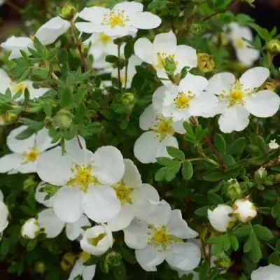 Лапчатка АББОТСВУД кустарниковая в Кобрине