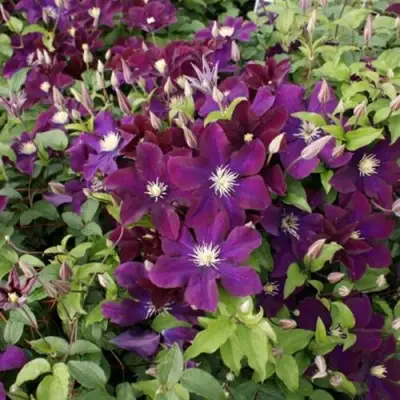 Клематис ГЕРОИ ВАРШАВЫ в Кобрине