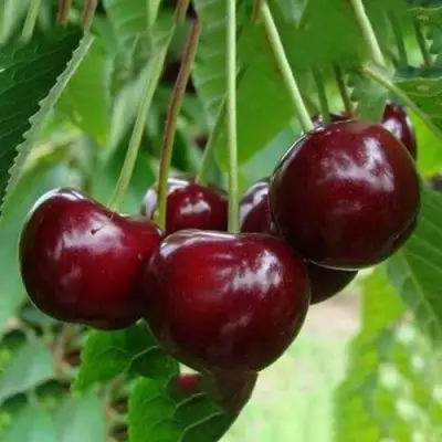 Вишня ЖАДАНА в Кобрине