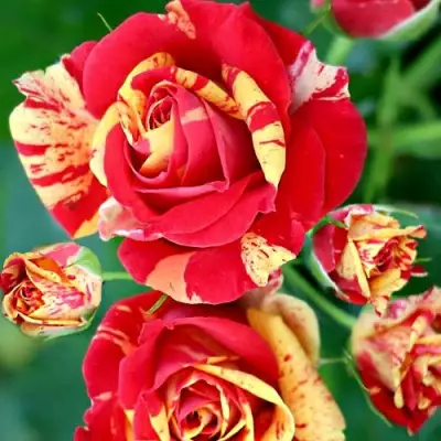 Роза ФАЙЕР ФЛЕШ спрей в Кобрине