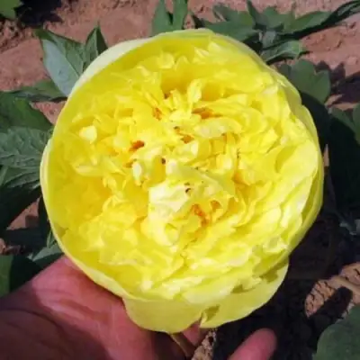 Пион ЗОЛОТО ПОДНЕБЕСНОЙ древовидный в Кобрине