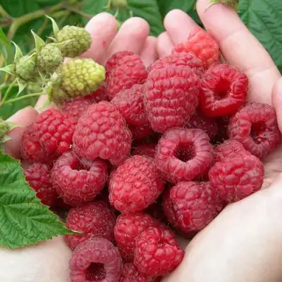 Малина МОЛЛИНГ ДЖУНО в Кобрине