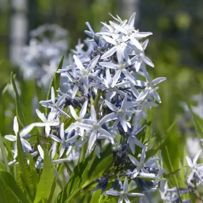 Амсония ТАБЕРНЕМОНТАНА в Кобрине