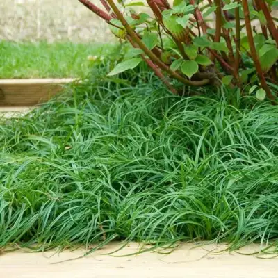 Осока БИТЛЗ в Кобрине