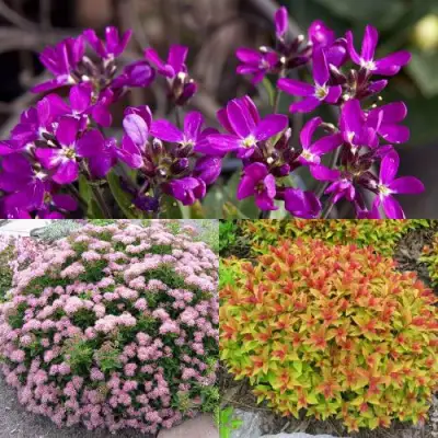 Комплект ЯПОНСКИЙ САД в Кобрине