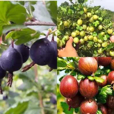 Комплект КРЫЖОВНИК MIX в Кобрине