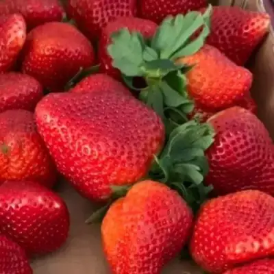 Клубника МОНТЕРЕЙ ремонтантная в Кобрине