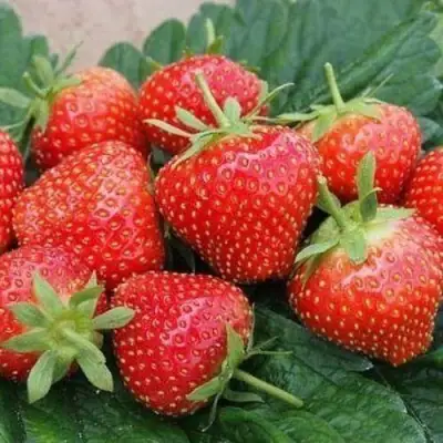 Клубника ЭЛЬСАНТА в Кобрине