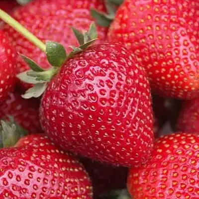 Клубника СЕЛЬВА ремонтантная в Кобрине