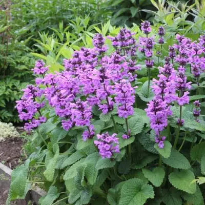 Буквица крупноцветковая в Кобрине