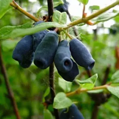 Жимолость съедобная ВОЛХОВА в Кобрине