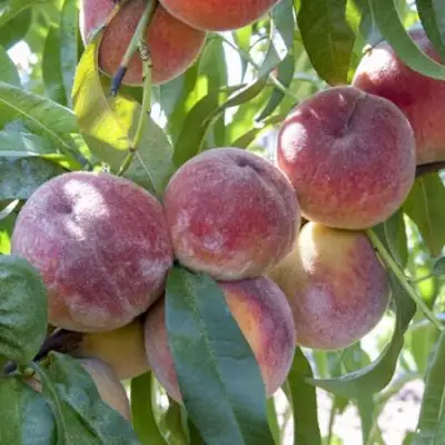 Персик ЗАРМЕНЮ в Кобрине