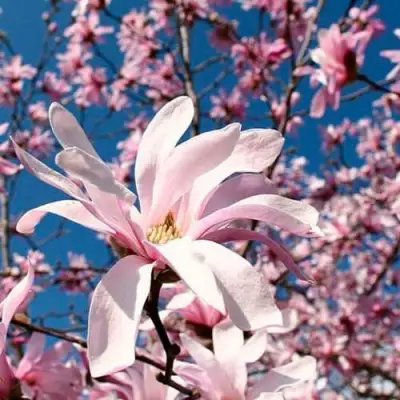 Магнолия РОЗЕЯ в Кобрине