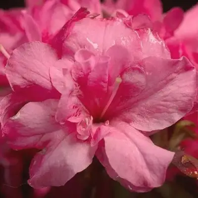 Азалия РОКОКО японская в Кобрине